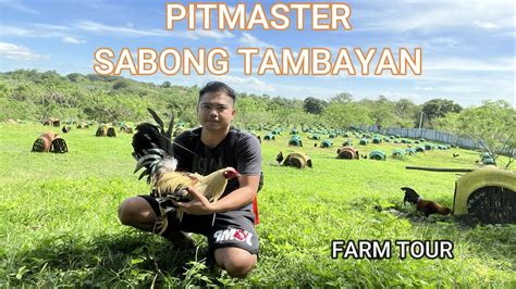 www sabong tambayan net|sabong.